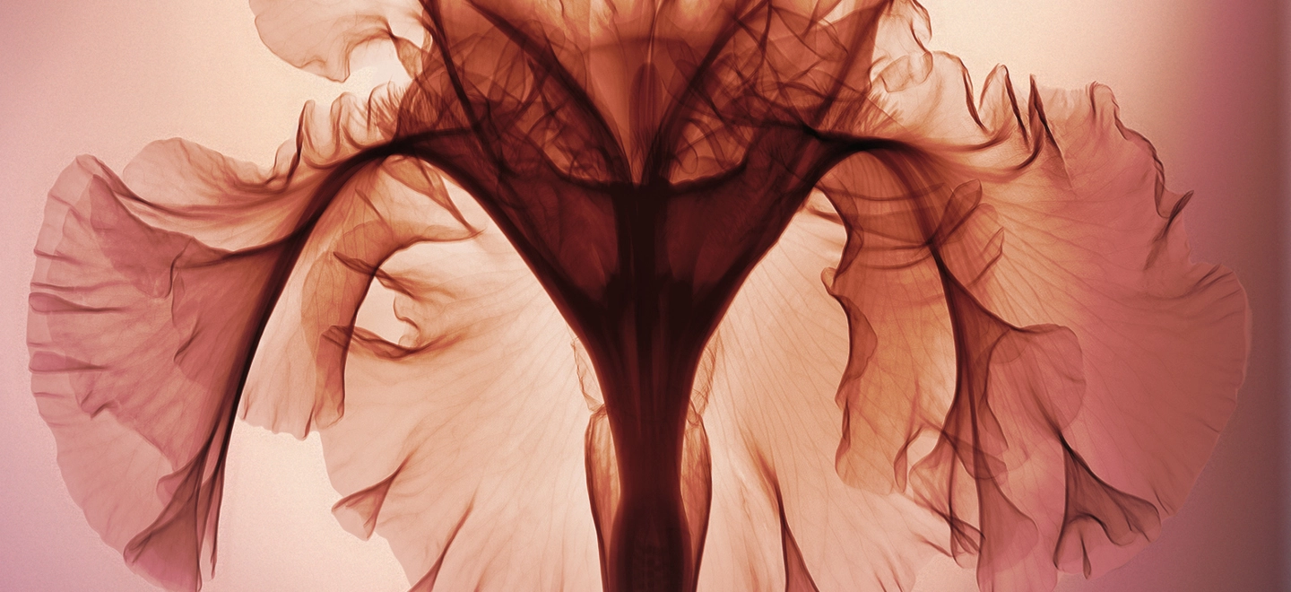 Menopause Illustration