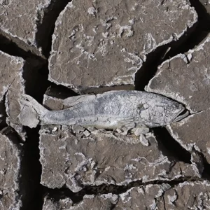 Ein toter Fisch liegt auf einem ausgetrockneten Seebett.